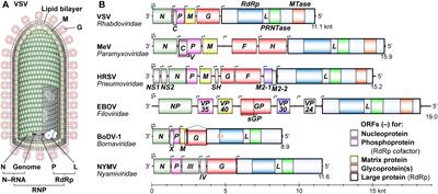 RNA Synthesis and Capping by Non-segmented Negative Strand RNA Viral Polymerases: Lessons From a Prototypic Virus